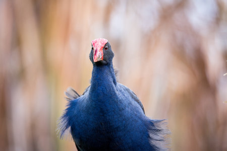 Close up of Pukeko or purple swamphen wading in lake margins among reedsの写真素材