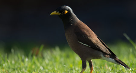 Close up of common Mynah birdの写真素材