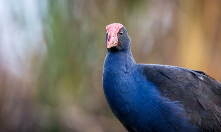 Close up of Pukeko or purple swamphen wading in lake margins among reedsの写真素材