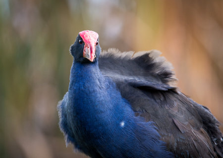 Close up of Pukeko or purple swamphen wading in lake margins among reedsの写真素材