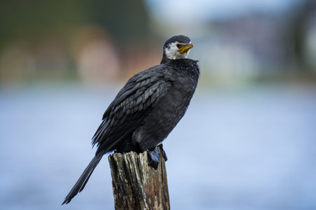 Black Shag or cormorant on perch overlooking lakeの写真素材