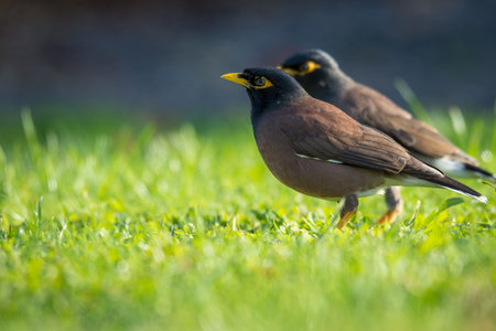 Group of Myna birds foraging in grassの写真素材