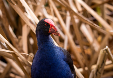 Close up of Pukeko or purple swamphen wading in lake margins among reedsの写真素材