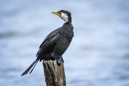 Black Shag or cormorant on perch overlooking lakeの写真素材