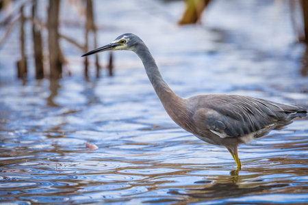 Close up of White faced or blue Heron wading in lake margins