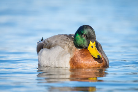Mallard duck swimming on a pond