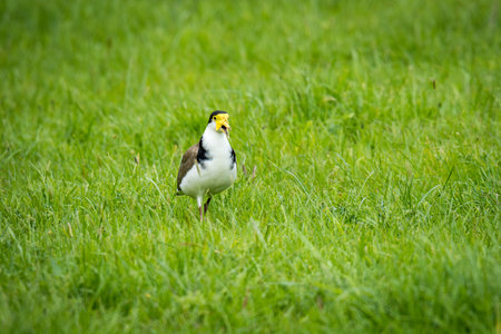 Close up of a spur winged plover or masked lapwing in green pasture
