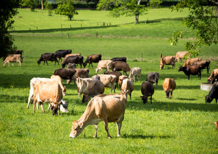 Herd of Jersey and Jersey cross dairy cows grazing in green grassの写真素材