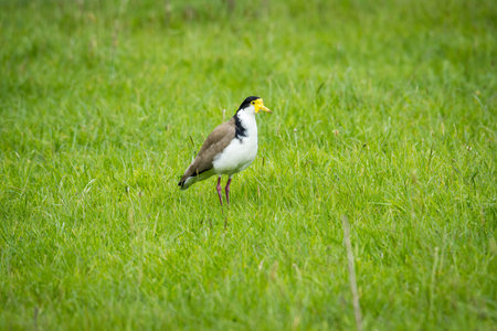 Close up of a spur winged plover or masked lapwing in green pasture