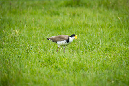 Close up of a spur winged plover or masked lapwing in green pastureの写真素材