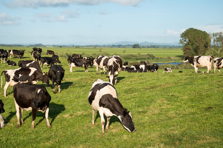 Herd of Friesian and Friesian cross dairy cows grazing in green grassの写真素材