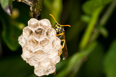 Close up of a paper wasp queen guarding her nestの写真素材