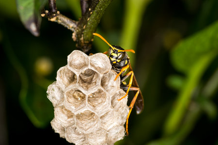 Close up of a paper wasp queen guarding her nestの写真素材