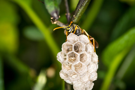 Close up of a paper wasp queen guarding her nest