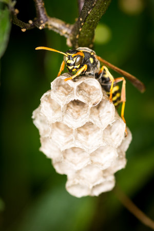 Close up of a paper wasp queen guarding her nestの写真素材