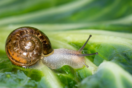 Close up of a Snail slithering along a cabbage leafの写真素材