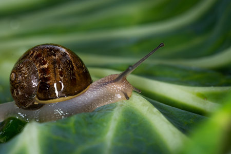 Close up of a Snail slithering along a cabbage leafの写真素材