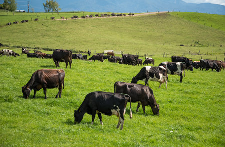 Herd of Friesian and jersey cross dairy cows grazing in green grassの写真素材