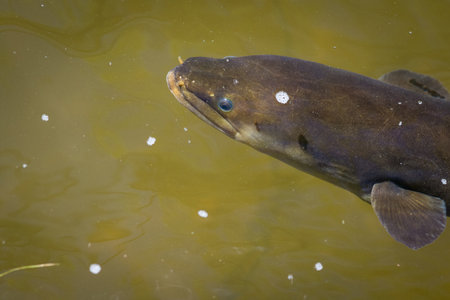 Close up of a native new zealand eel swimming in river near bank