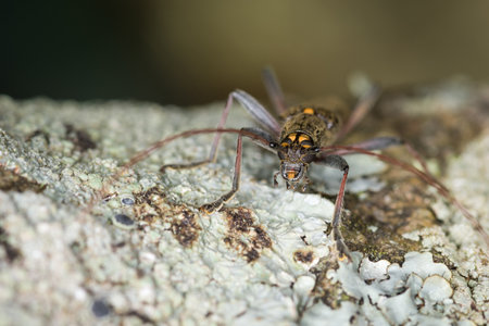 Close up of lemon tree borer beetle native to new zealand