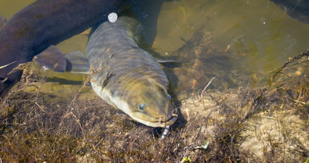 Close up of a native new zealand eel swimming in river near bank