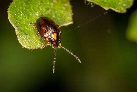 Close up of Eucolaspis brunnea or bronze beetle a native to new zealand