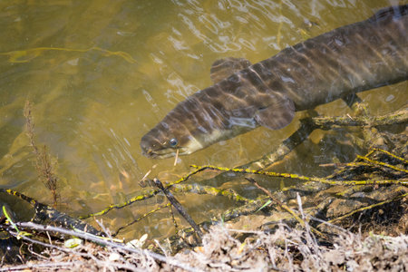 Close up of a native new zealand eel swimming in river near bank