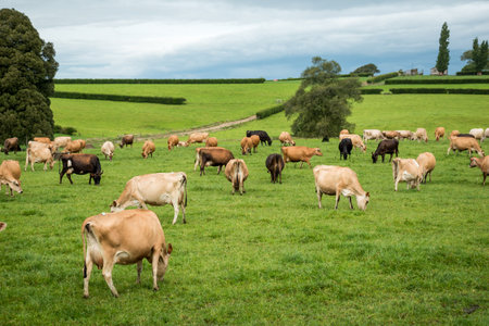 Herd of Jersey and Jersey cross dairy cows grazing in green grassの写真素材