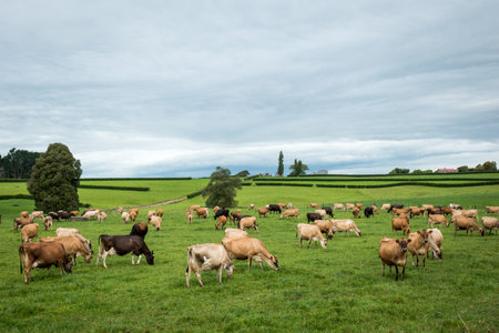 Herd of Jersey and Jersey cross dairy cows grazing in green grassの写真素材
