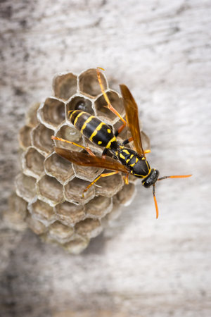 Close up of a paper wasp queen on her nestの写真素材