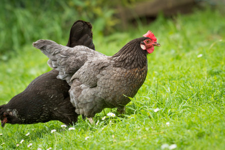 close up of free range chicken foraging in green grassの写真素材