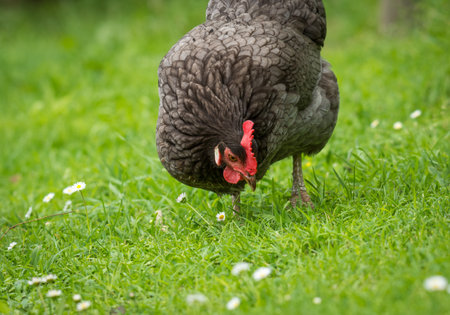 close up of free range chicken foraging in green grassの写真素材