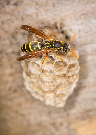 Close up of a paper wasp queen guarding her nestの写真素材