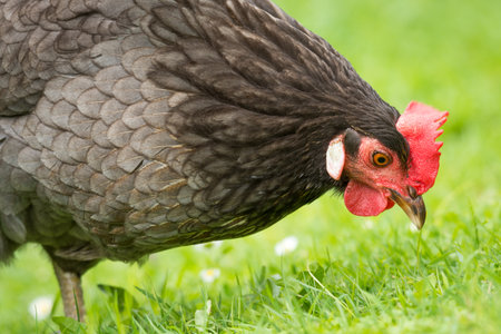 close up of free range chicken foraging in green grassの写真素材
