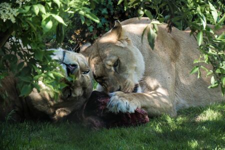 Lions feastの写真素材