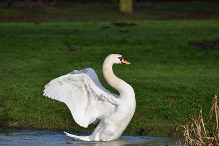 Swan spreading wingsの写真素材