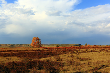 the lonely treeの写真素材