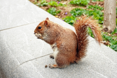 squirrelの写真素材
