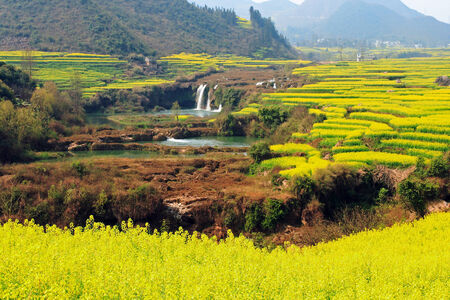 the cole flowersの写真素材