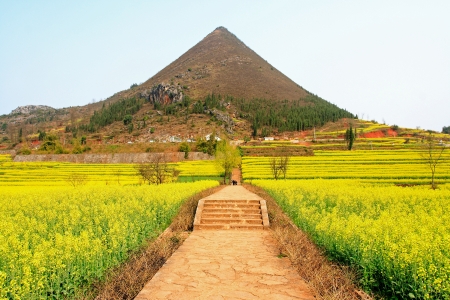 the cole flowersの写真素材