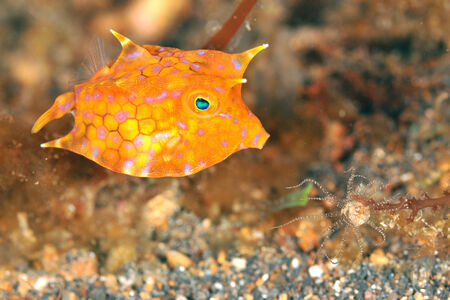 Juvenile cowfish looking for dinner