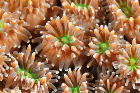 Close up of Galaxy coral