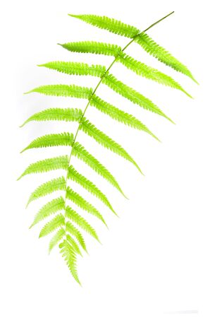 green leaf isolated on a white backgroundの写真素材