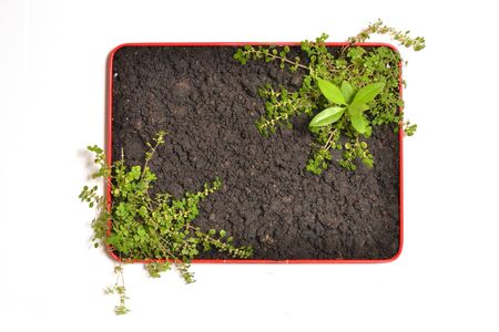 Small plants in tray