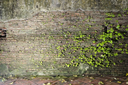 Old brick wall with small plant as texture backgroundの写真素材