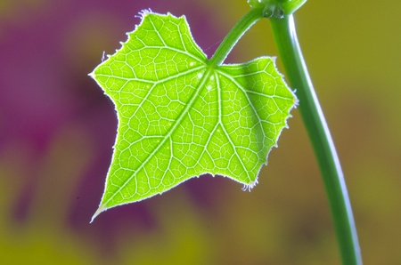 IVY LEAF ON Colorful Backgroundの写真素材