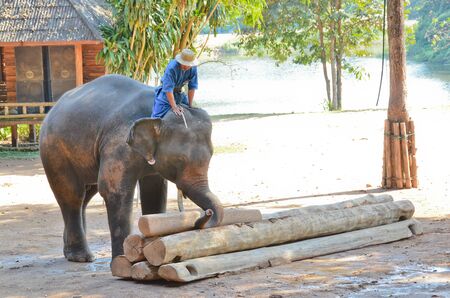 LAMPANG, THAILAND - NOV. 30: The mahout train elephant to stack the log. It shows up twice a day in The Thai Elephant Conservation Center (TECC) at Lampang. November 30, 2011 in Lampang, Thailand.のeditorial素材