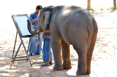 LAMPANG, THAILAND - NOV. 30: The mahout train elephant to paint. It shows up twice a day in The Thai Elephant Conservation Center (TECC) at Lampang. November 30, 2011 in Lampang, Thailand.のeditorial素材