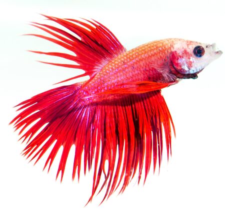 siamese fighting fish isolated on white backgroundの写真素材