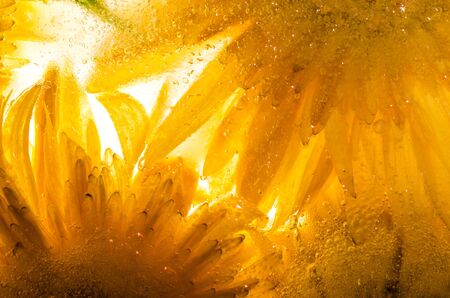 Frozen yellow flowers. blossoms in the ice cubeの写真素材